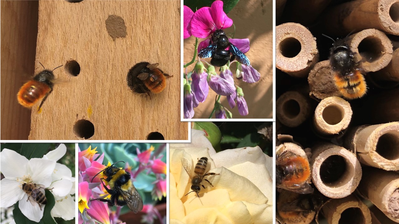 Die Bedrohung der Insektenvielfalt – Ursachen und Lösungsansätze