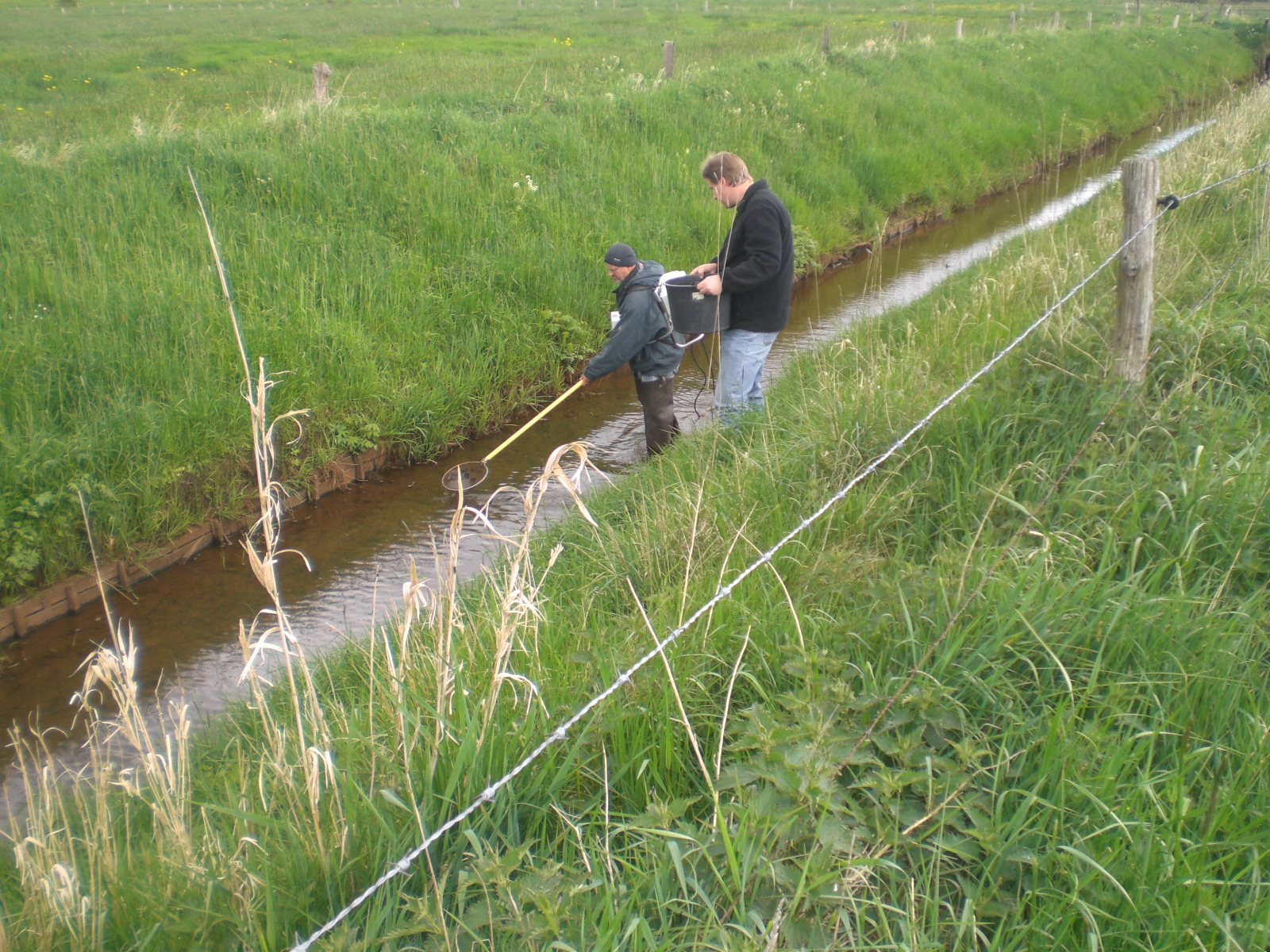 Fischbestandserfassung mittel Elektrofischerei. Foto: Herbert Müller, SFV Varel.