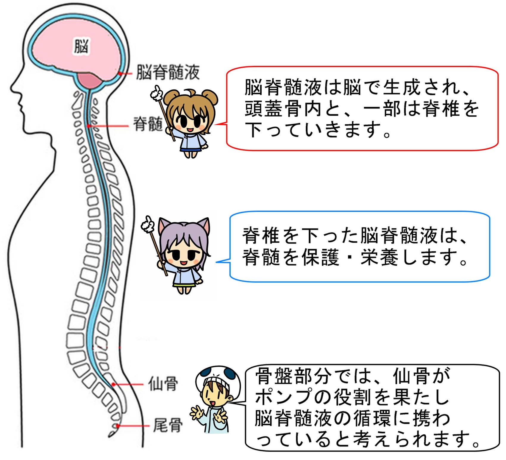 脳脊髄液とは クラニオセイクラルセラピーによる整体と頭蓋骨矯正 小顔矯正 骨盤矯正