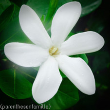 Tiare, la fleur symbole de Tahiti