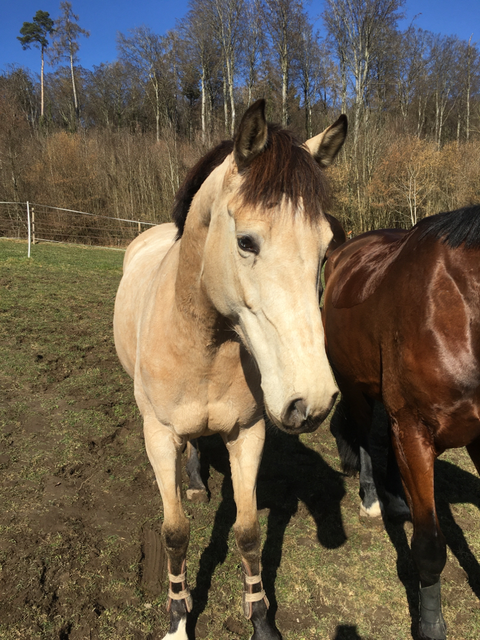 Für unsere Pony und Pferde Abenteuer werden Pferde und Ponys von unterschiedlichen Grössen eingesetzt. So kommen bei Ponyreiten, MUKI Reiten und Familienausflügen vor allem Ponys eingesetzt. Die Pferde vor allem für Reitunterricht und Reittherapie.