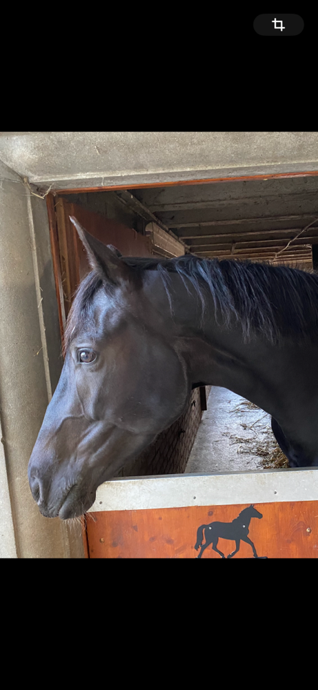 Für unsere Pony und Pferde Abenteuer werden Pferde und Ponys von unterschiedlichen Grössen eingesetzt. So kommen bei Ponyreiten, MUKI Reiten und Familienausflügen vor allem Ponys eingesetzt. Die Pferde vor allem für Reitunterricht und Reittherapie.
