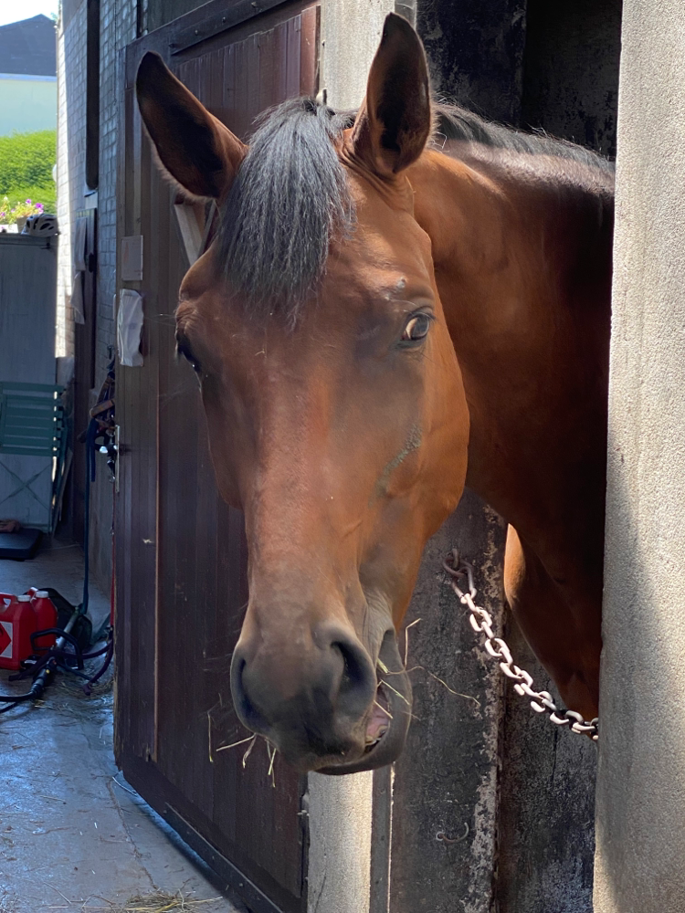 Für unsere Pony und Pferde Abenteuer werden Pferde und Ponys von unterschiedlichen Grössen eingesetzt. So kommen bei Ponyreiten, MUKI Reiten und Familienausflügen vor allem Ponys eingesetzt. Die Pferde vor allem für Reitunterricht und Reittherapie.