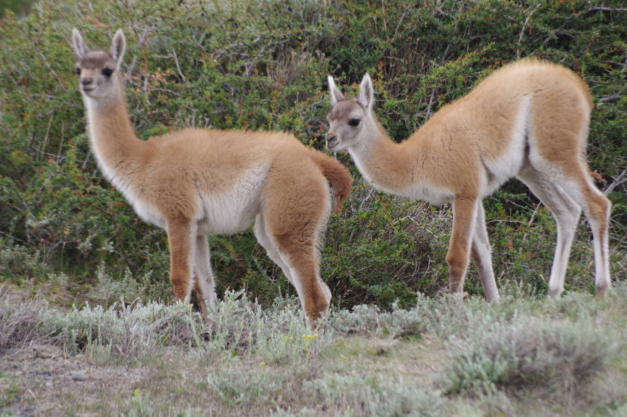 Guanako