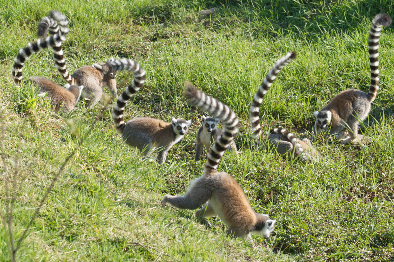 Kattas im Anja-Reservat bei Ambalavao