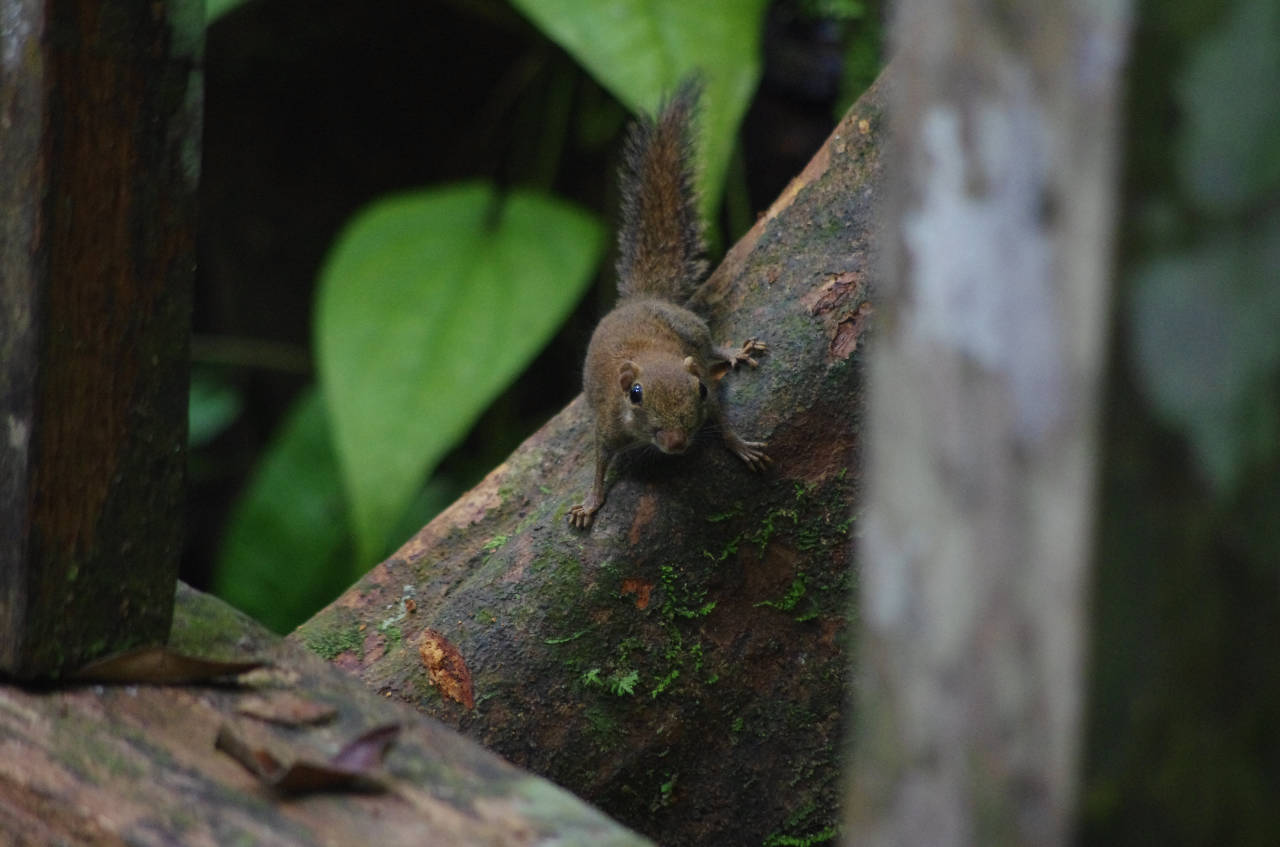 Borneo Hörnchen