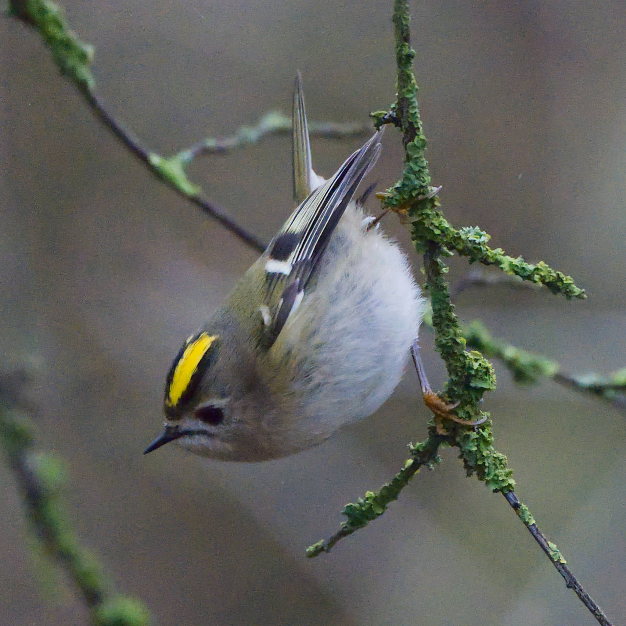 Wintergoldhähnchen (01.12.2024)