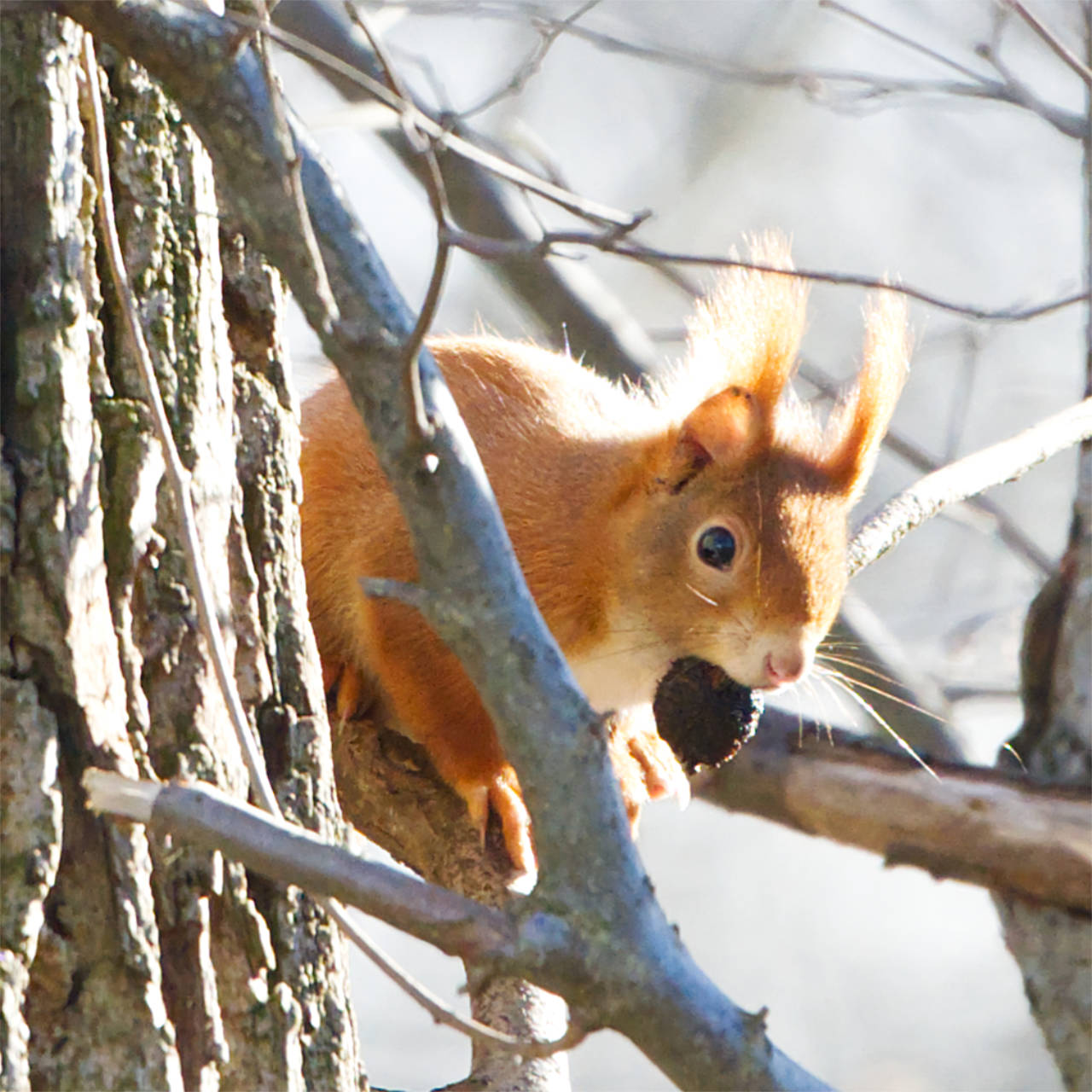Eichhörnchen