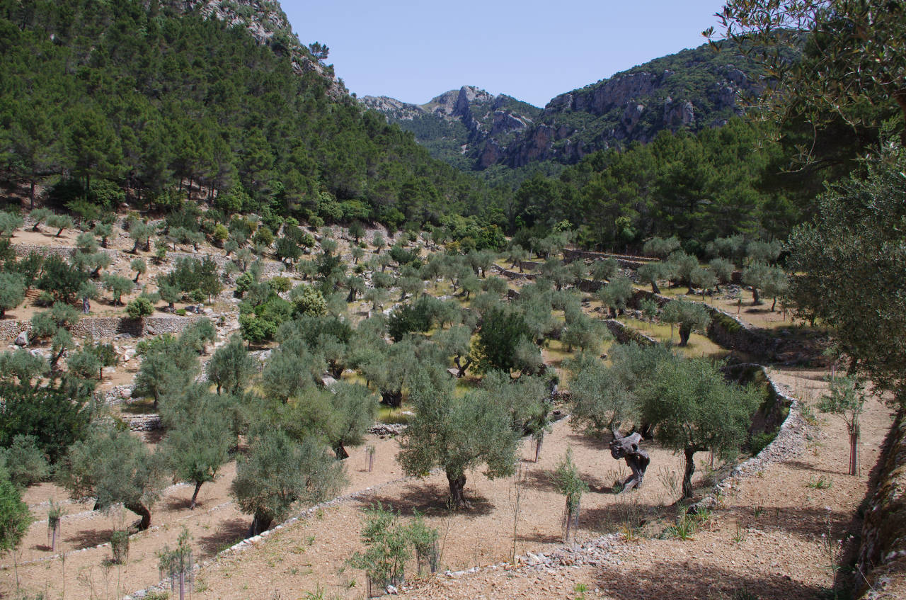 Olivenplantage bei Valldemossa, Mallorca
