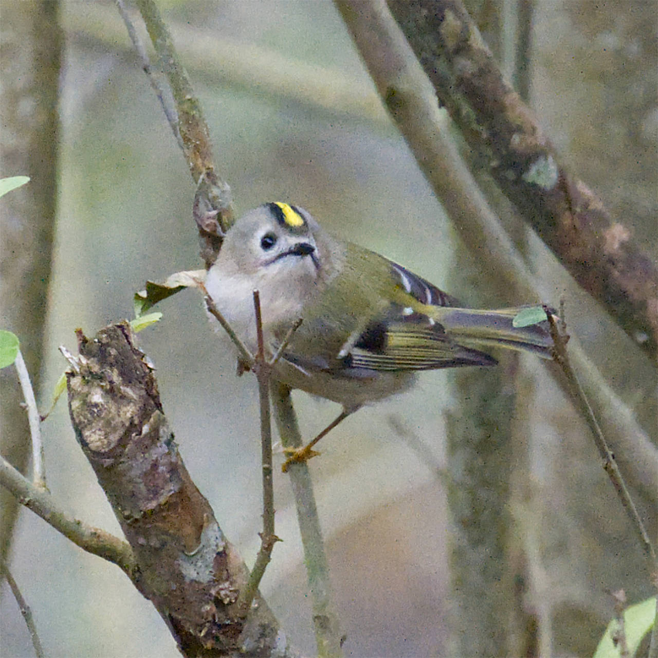 Wintergoldhähnchen 