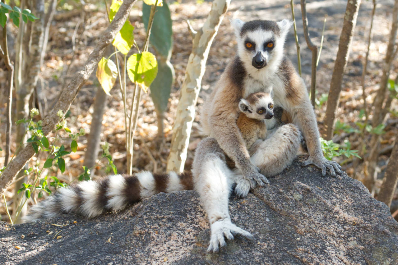 Kattas im Anja-Reservat bei Ambalavao