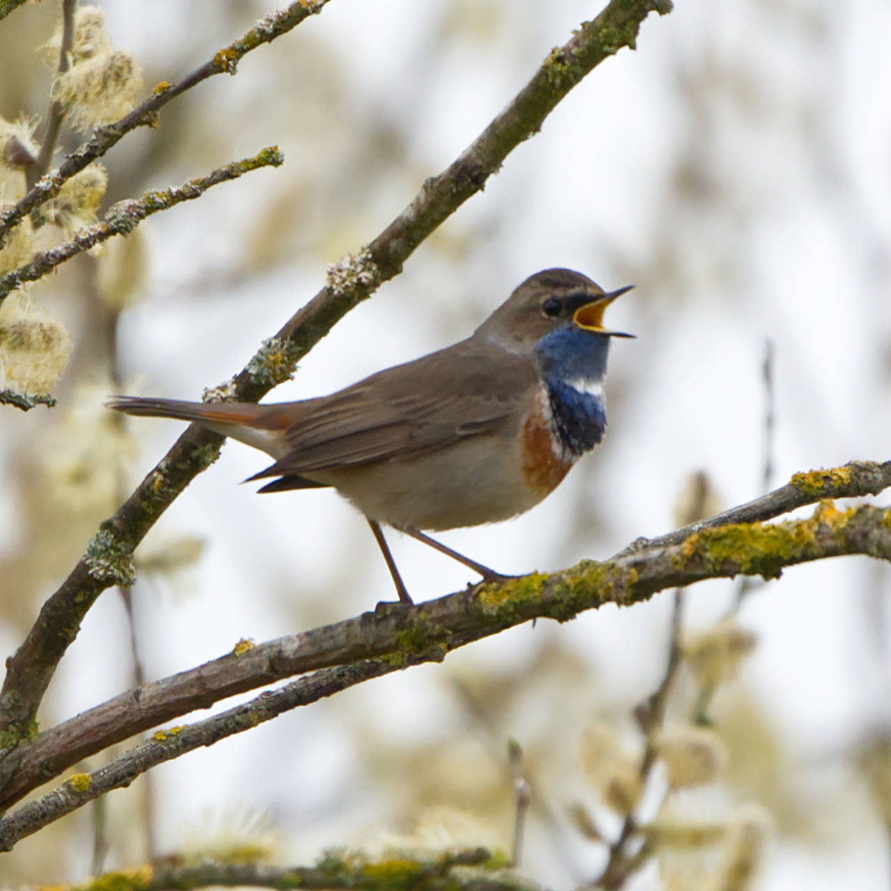 Blaukehlchen in der Wagbachniederung (22.03.2025)