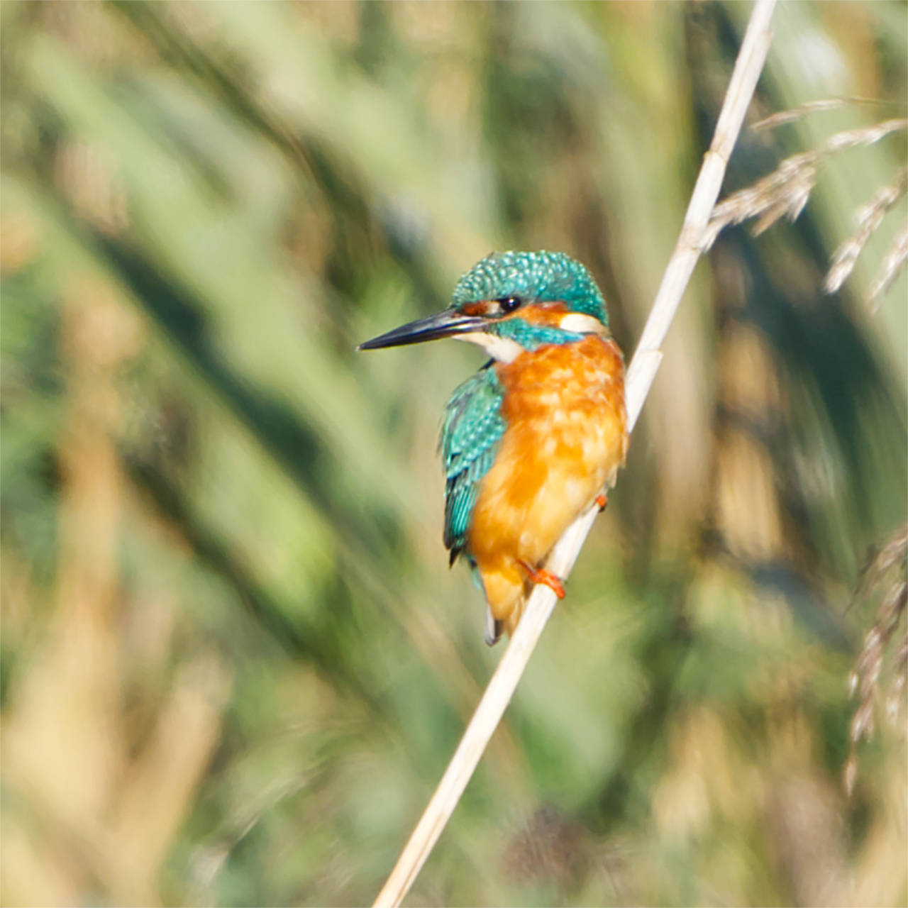 Eisvogel (29.09.2024)