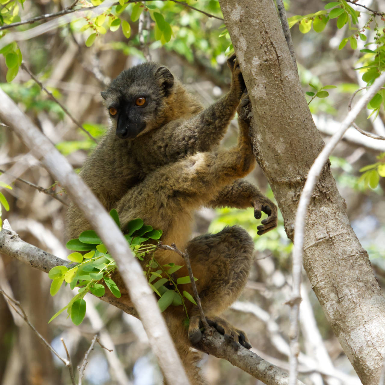 Brown lemur