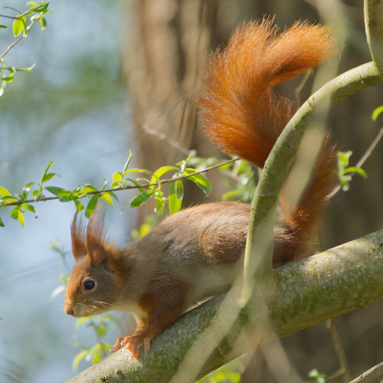 Eichhörnchen