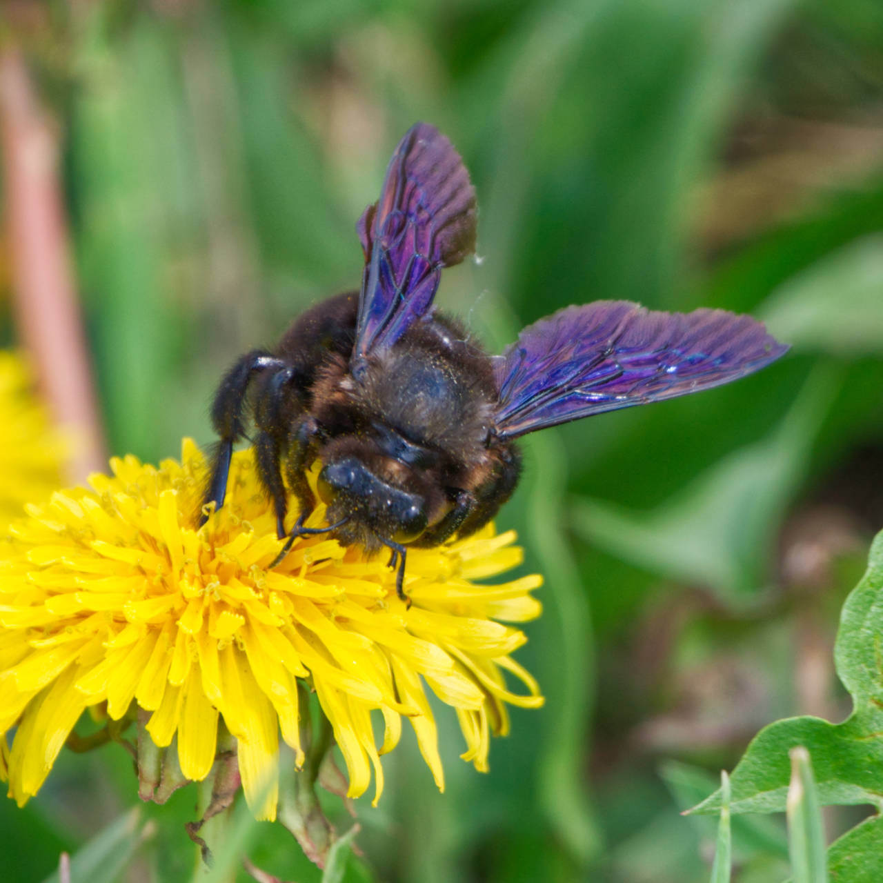 Blaue Holzbiene