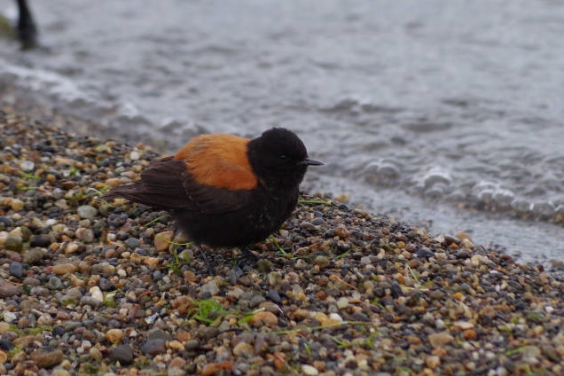 Rufous-backed Negrito