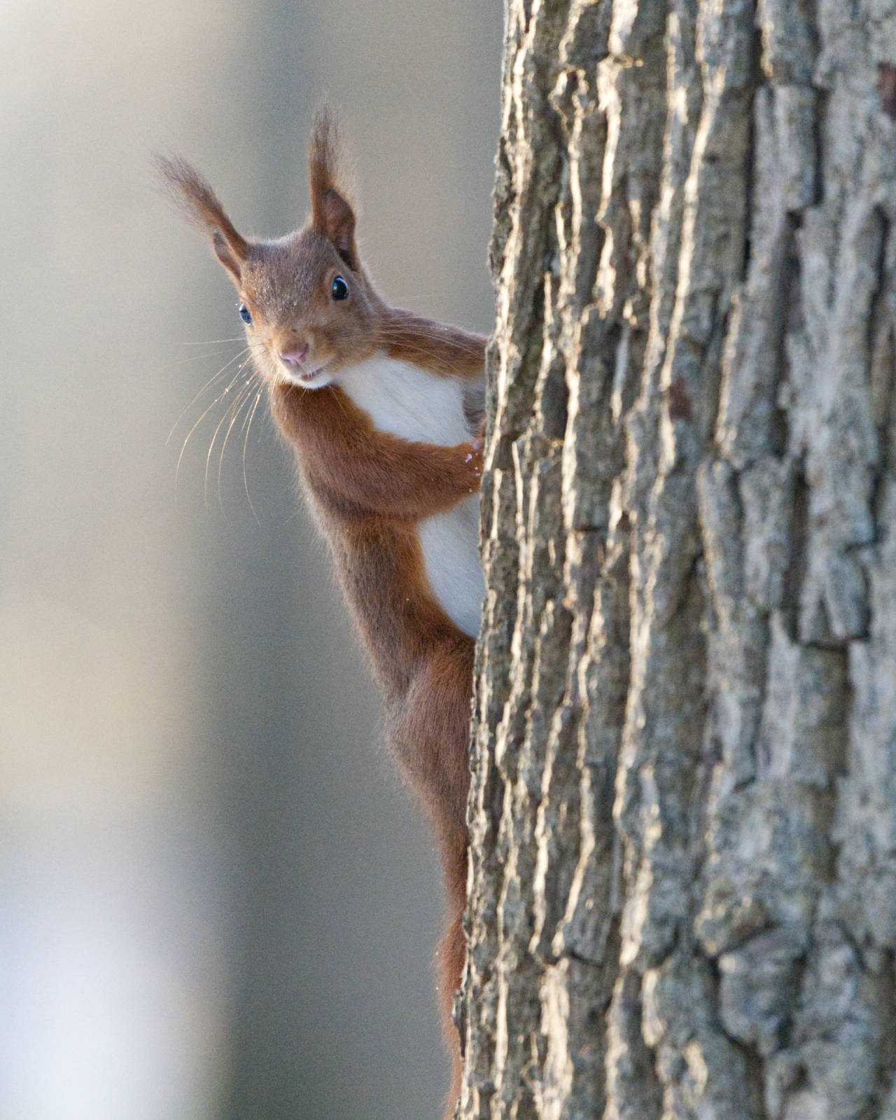 Eichhörnchen am Altrhein