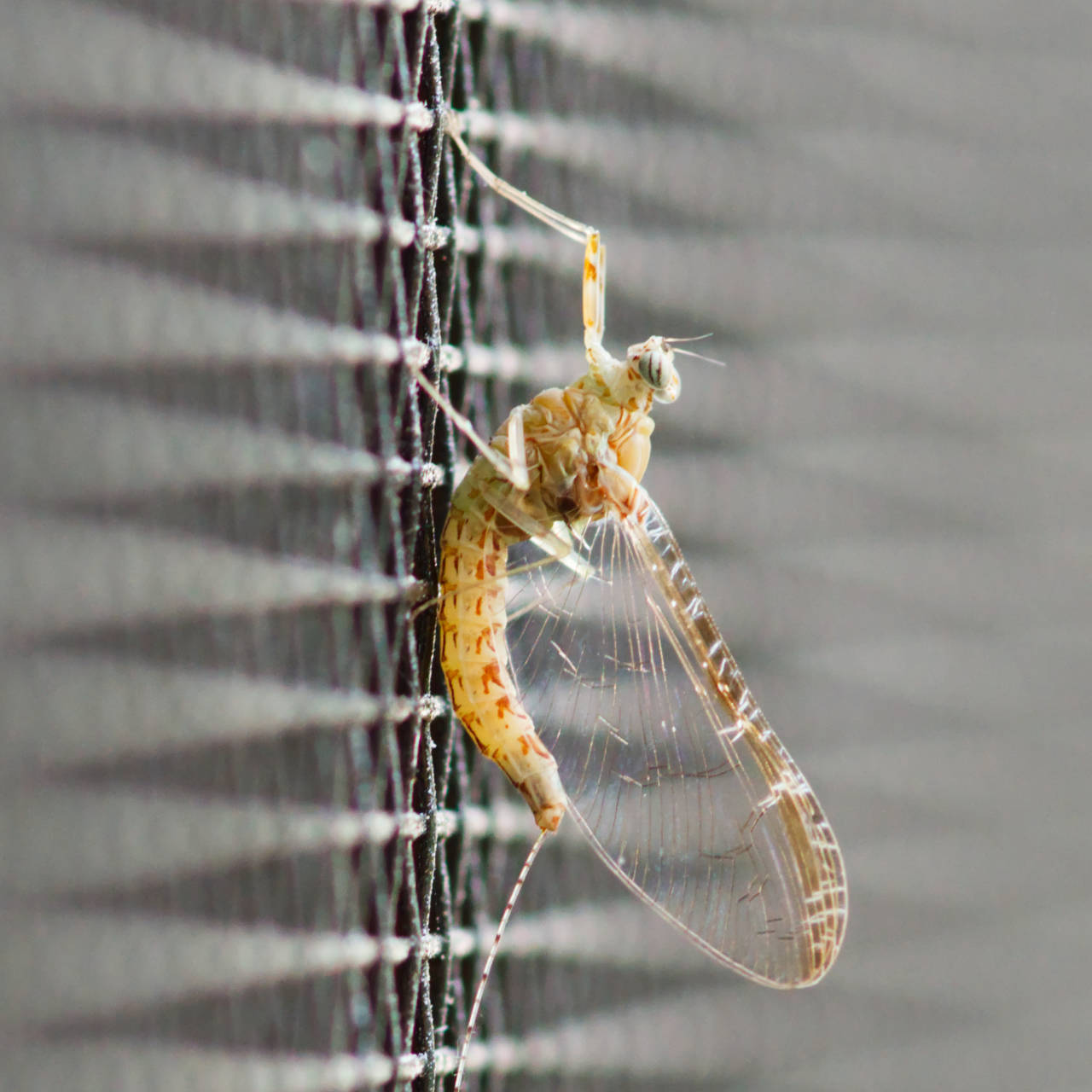 Eintagsfliege