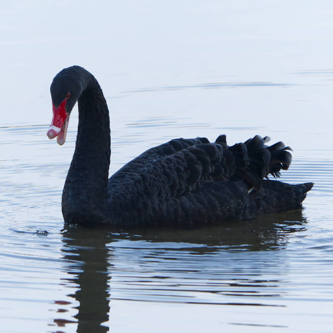 Schwarzschwan (Trauerschwan) (09.03.2025)