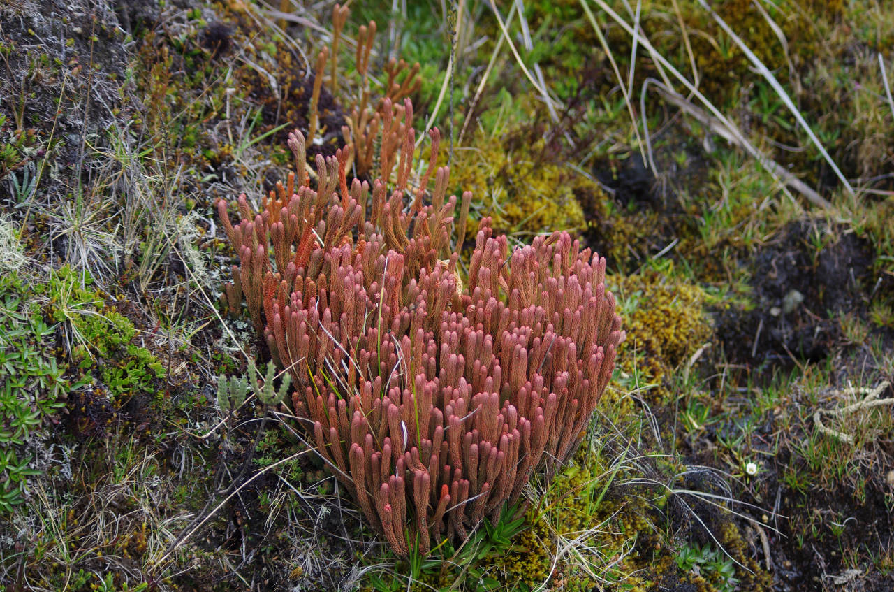 Pflanzen im Hochland (Nationalpark Cajas)