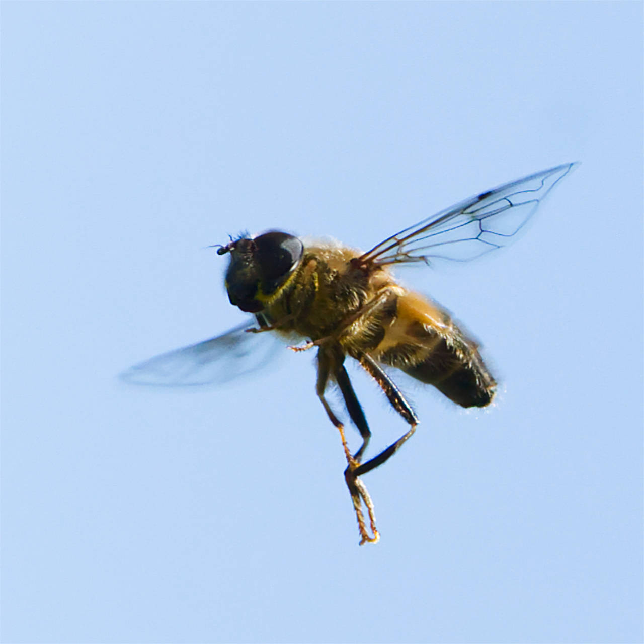 Schwebfliege