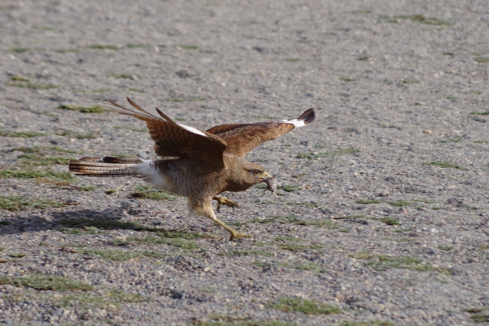 Chimangokarakara auf der Jagd