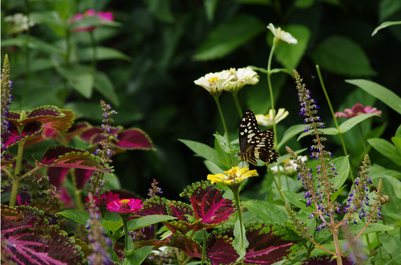 Schmetterling