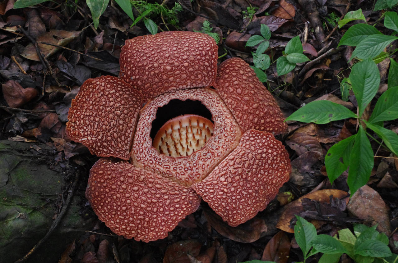 Rafflesia - Größte Blütenpflanze der Welt