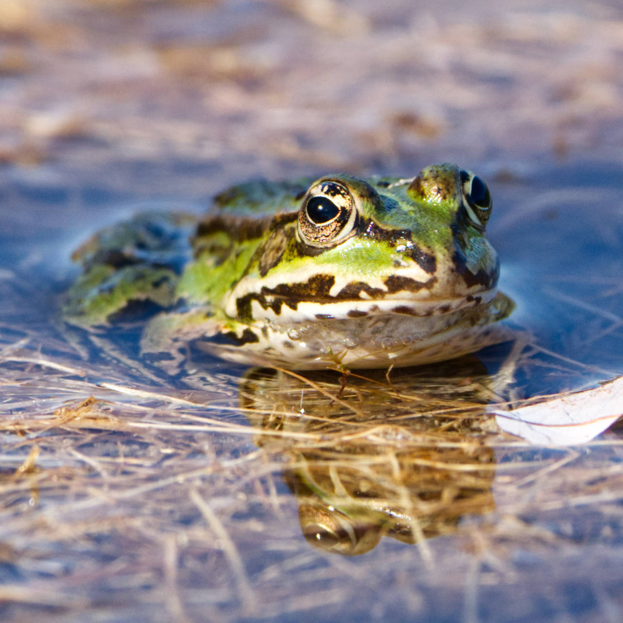 Frosch