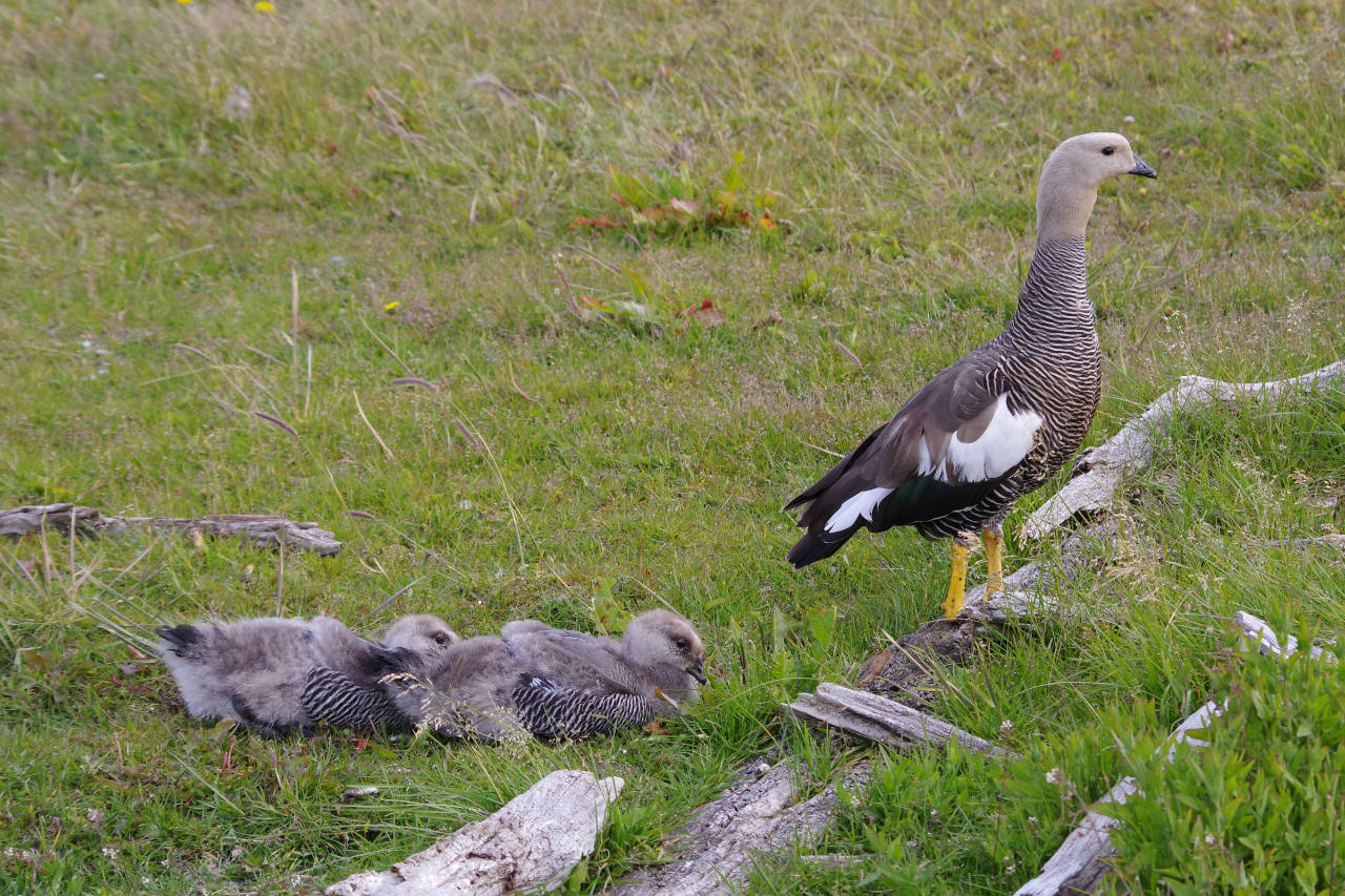 Magellan Gans mit Nachwuchs