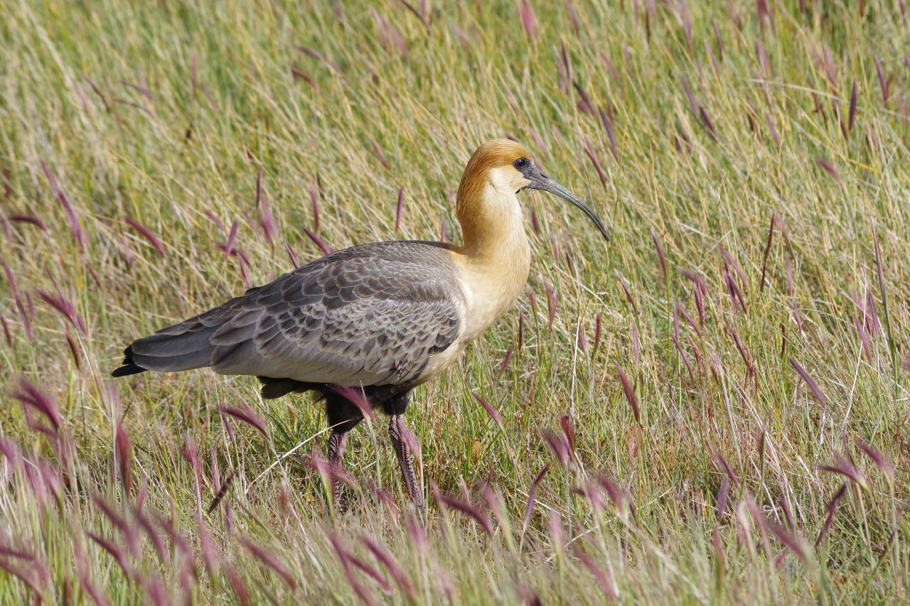 Schwarzzügelibis, Black faced ibis