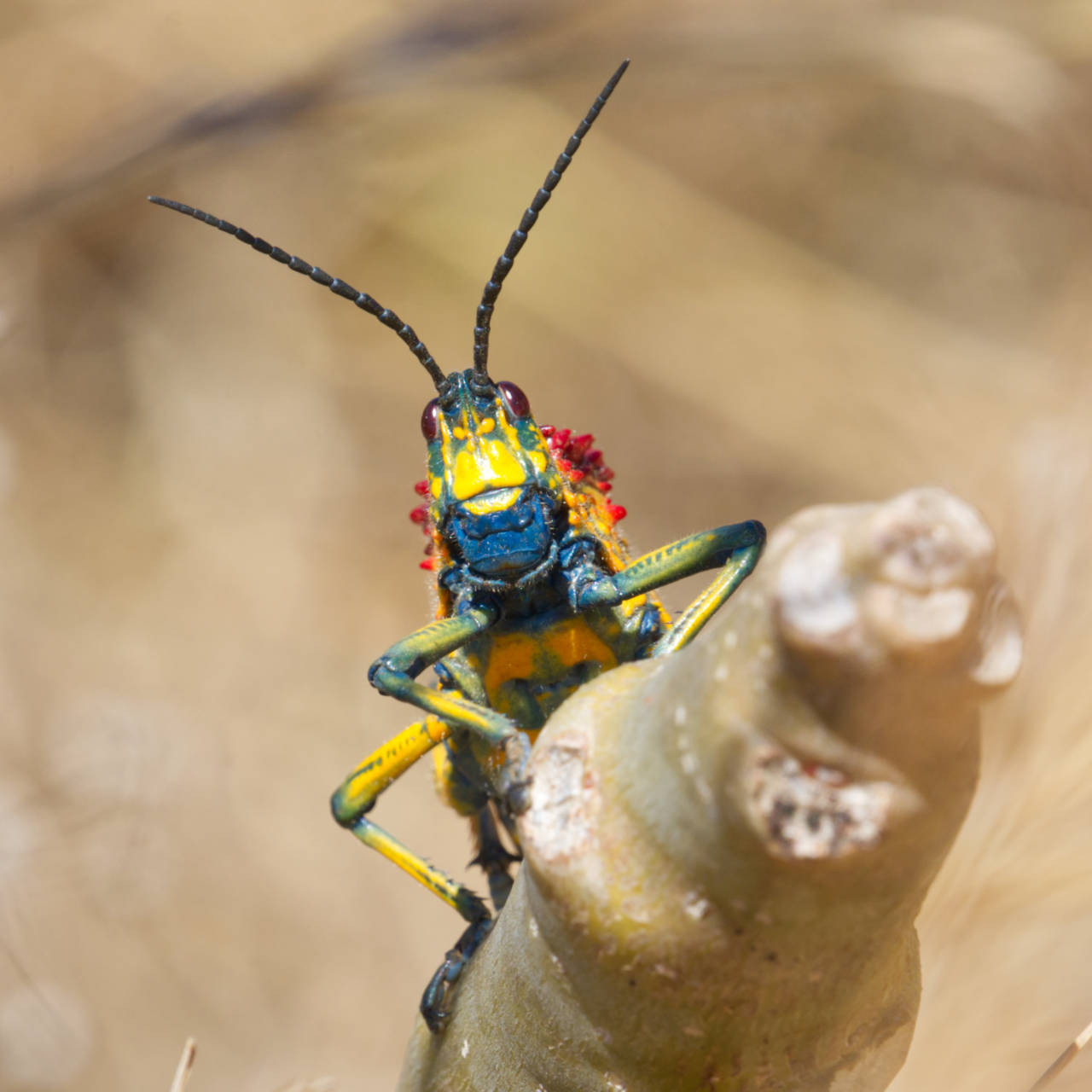 Bunte Heuschrecke
