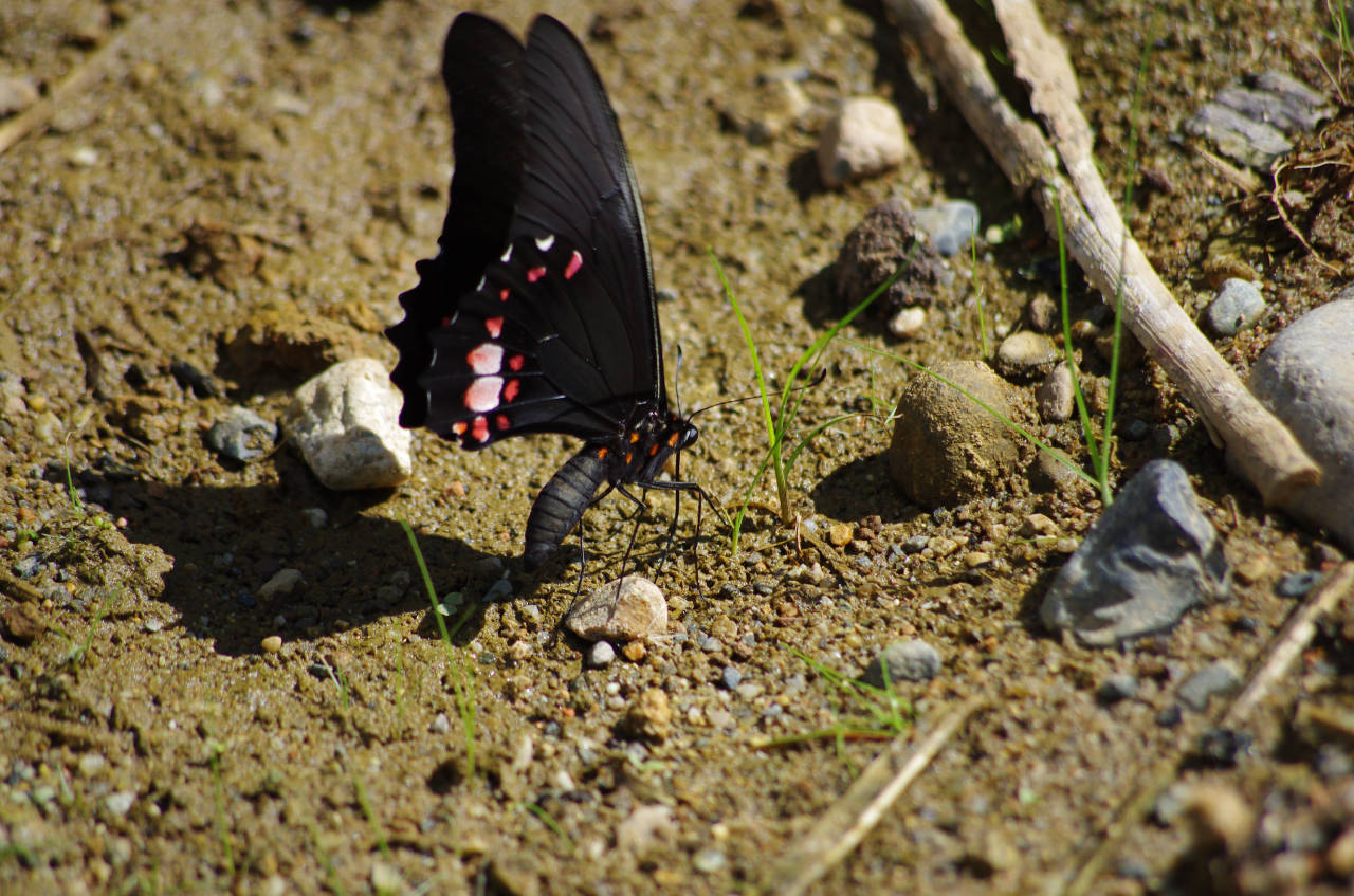 Ein mir unbekannter Schmetterling