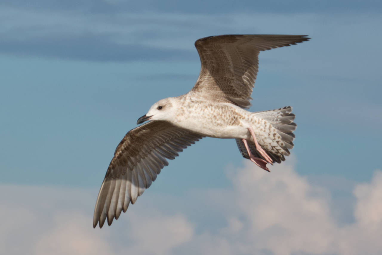 Möwe