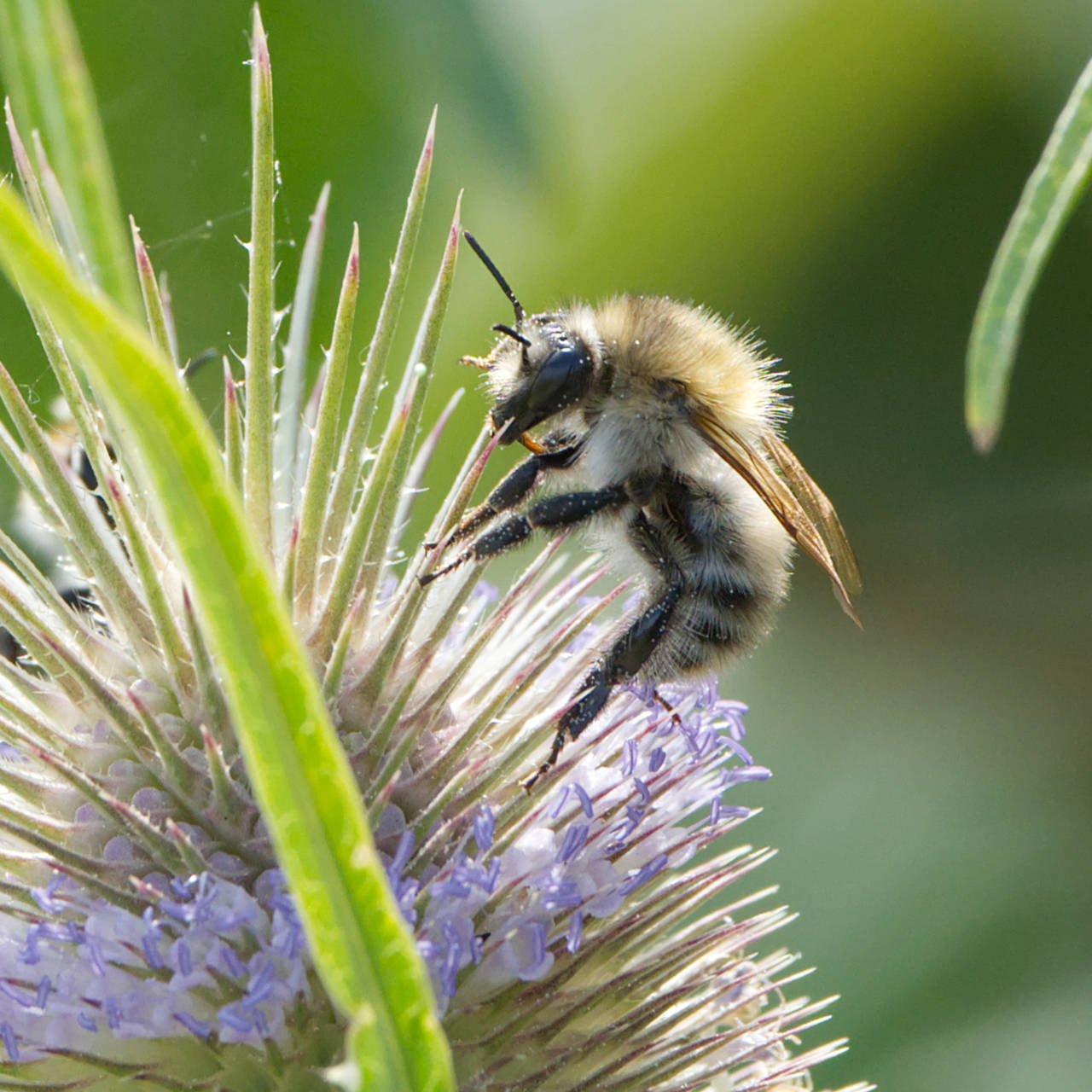 Acherhummel an einer wilden Karde
