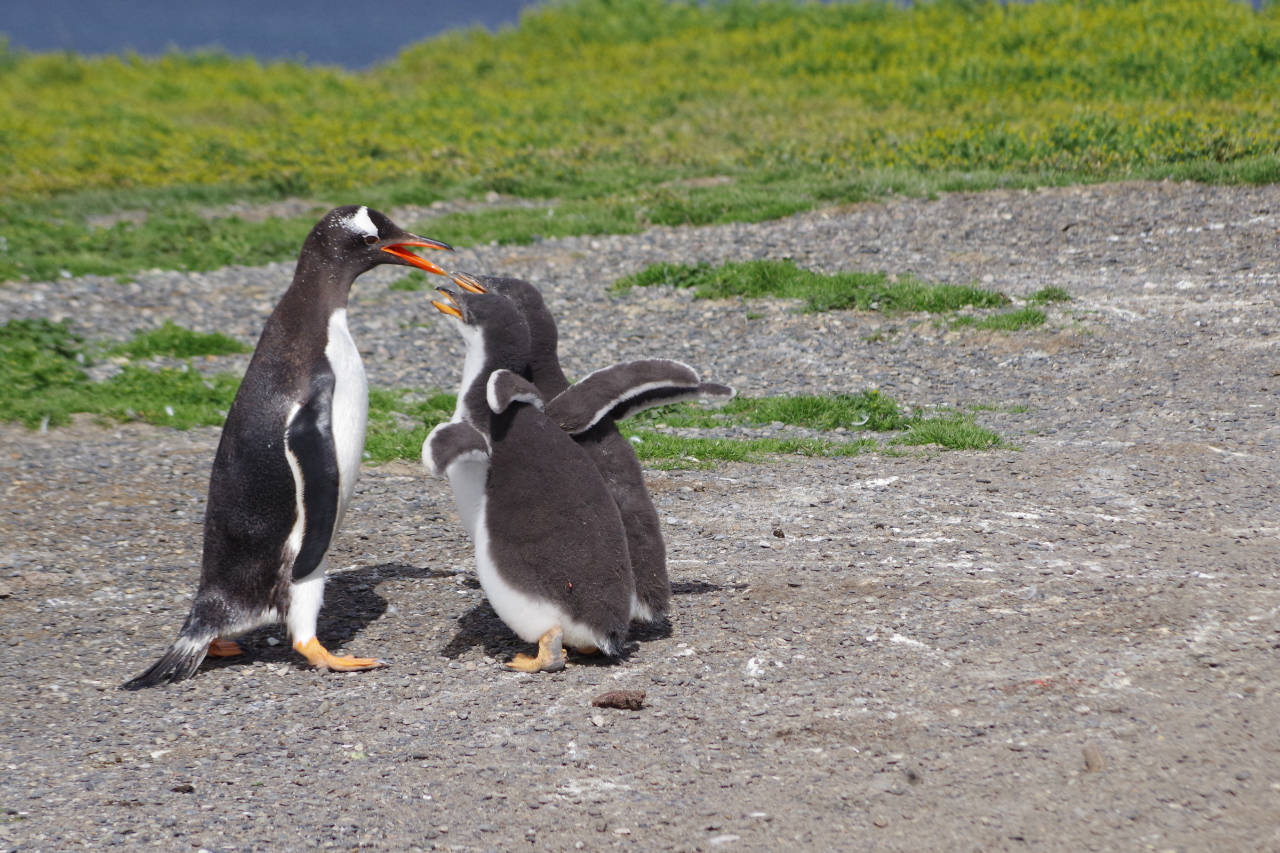 Magellan Pinguine, Ushuaia, Beagle Kanal