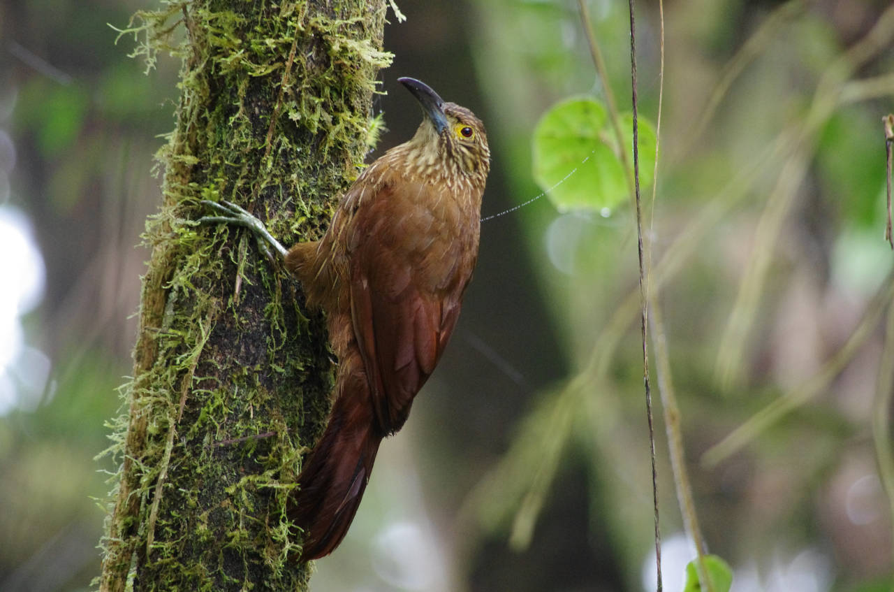 Baumsteiger Vogel
