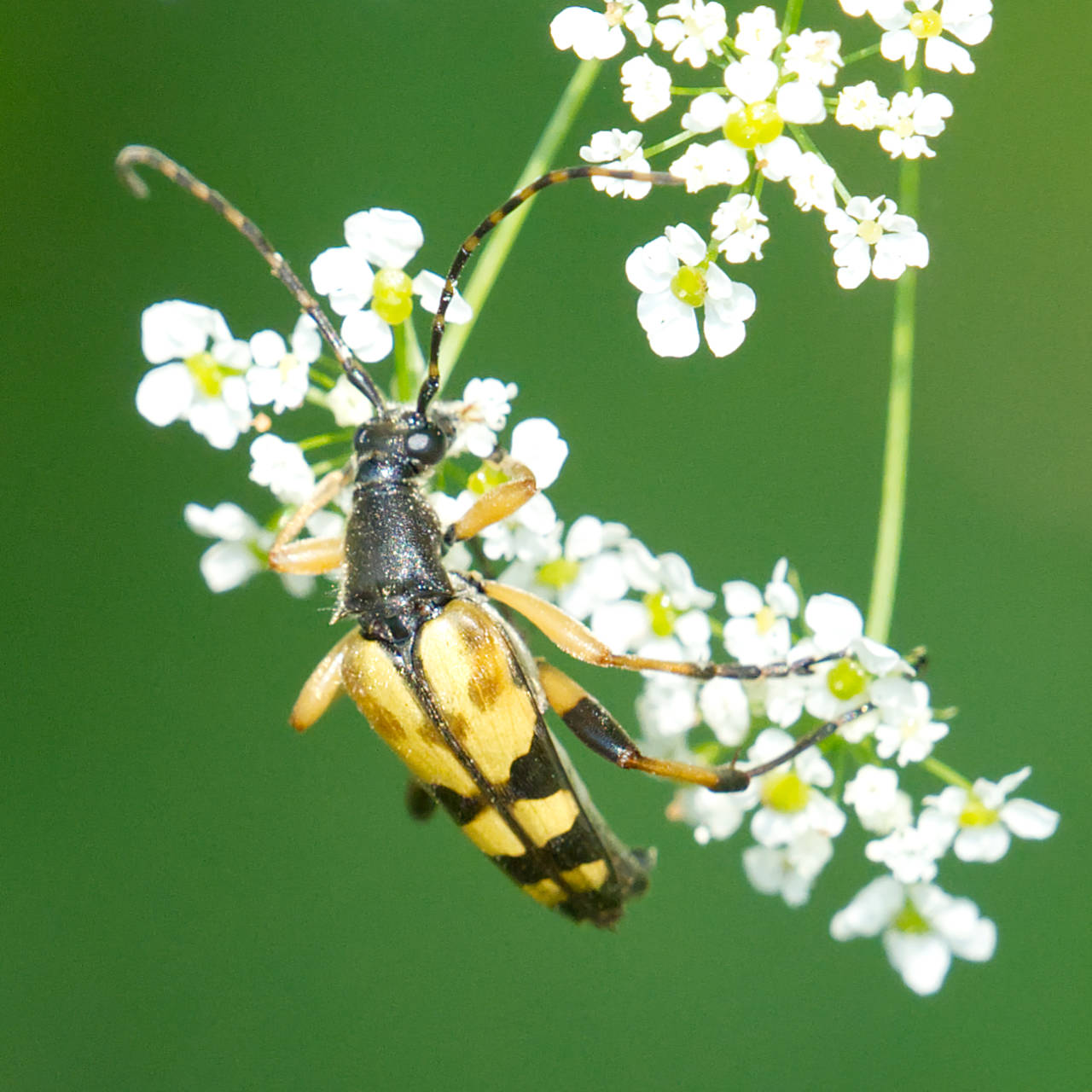 Gefleckter Schmalbock