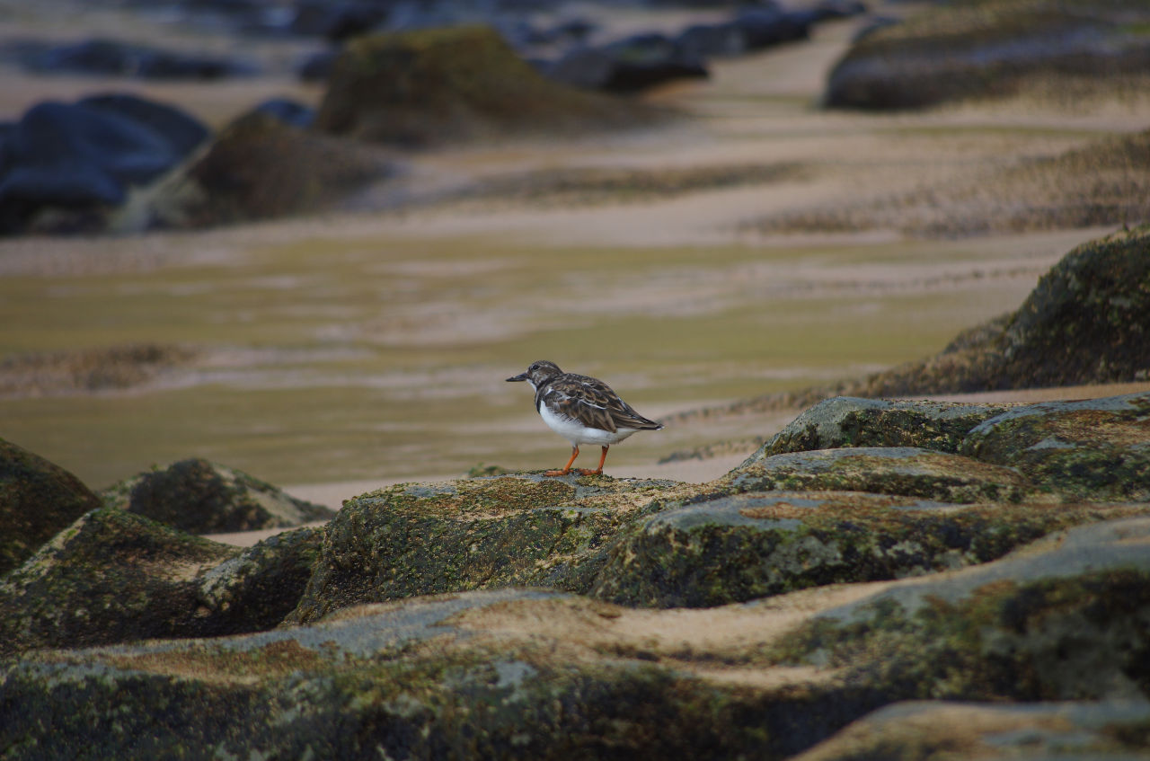 Strandläufer