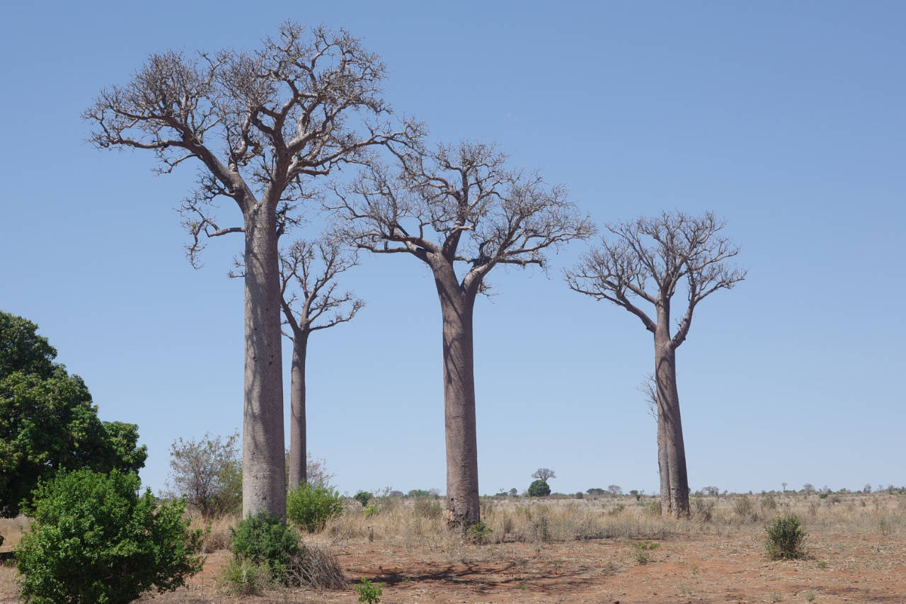 Baobab Bäume