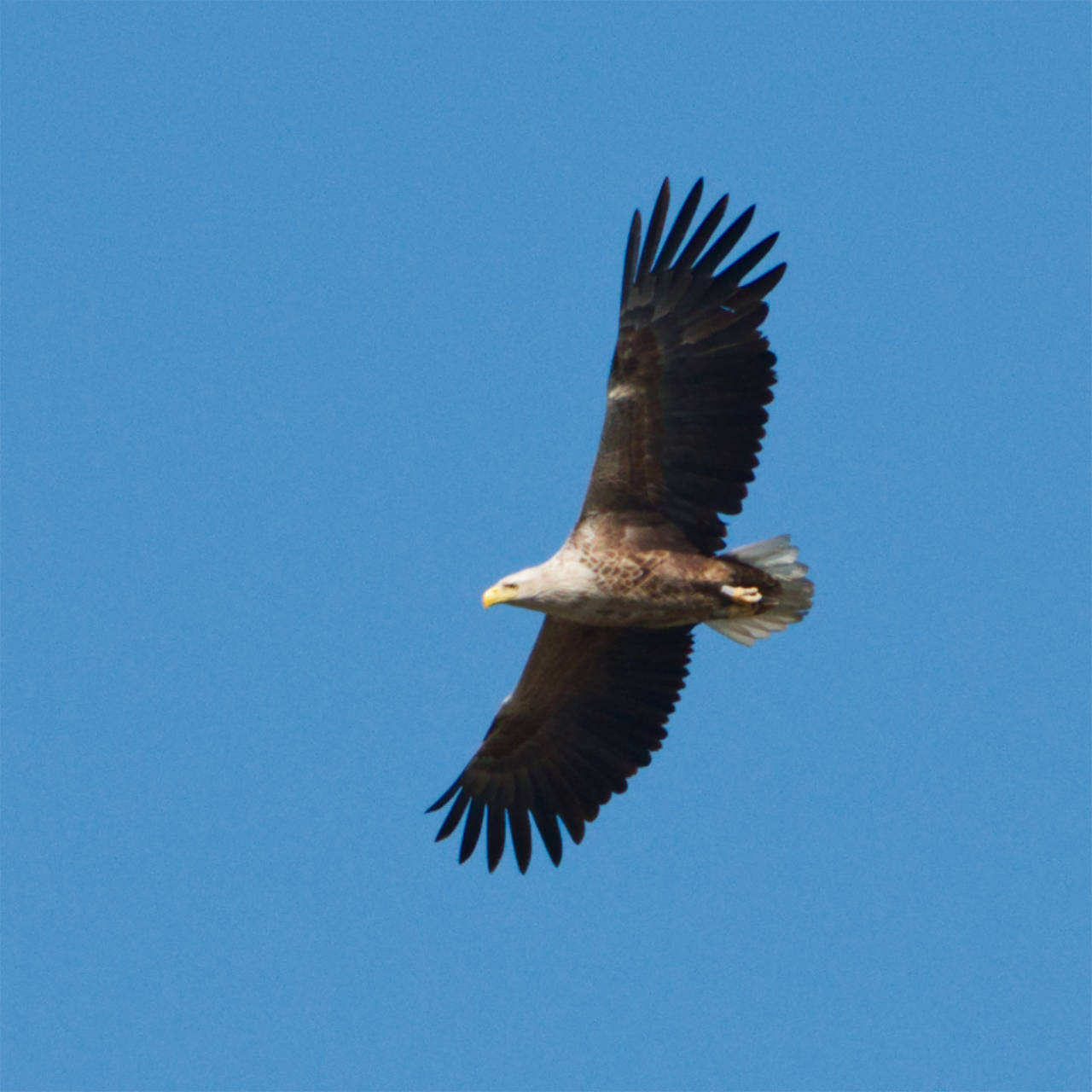 Seeadler im ungarischen Mexikopuszta
