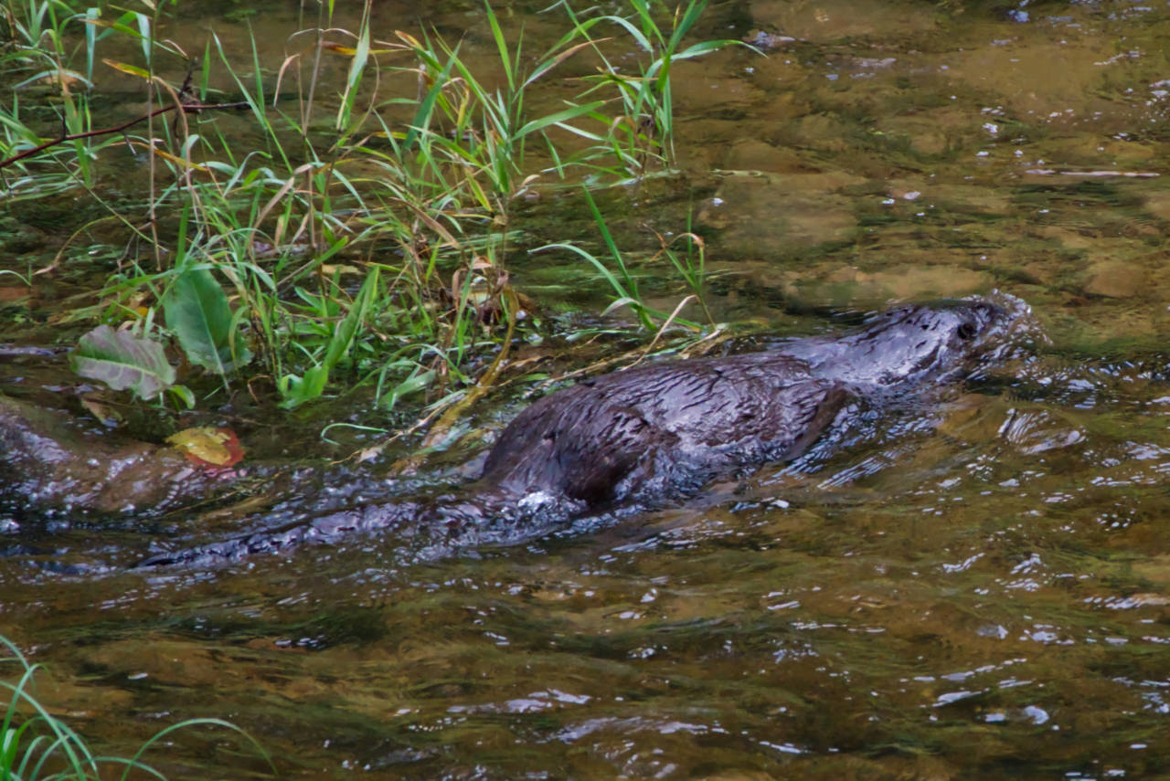 Otter im Gauja Nationalpark, Lettland