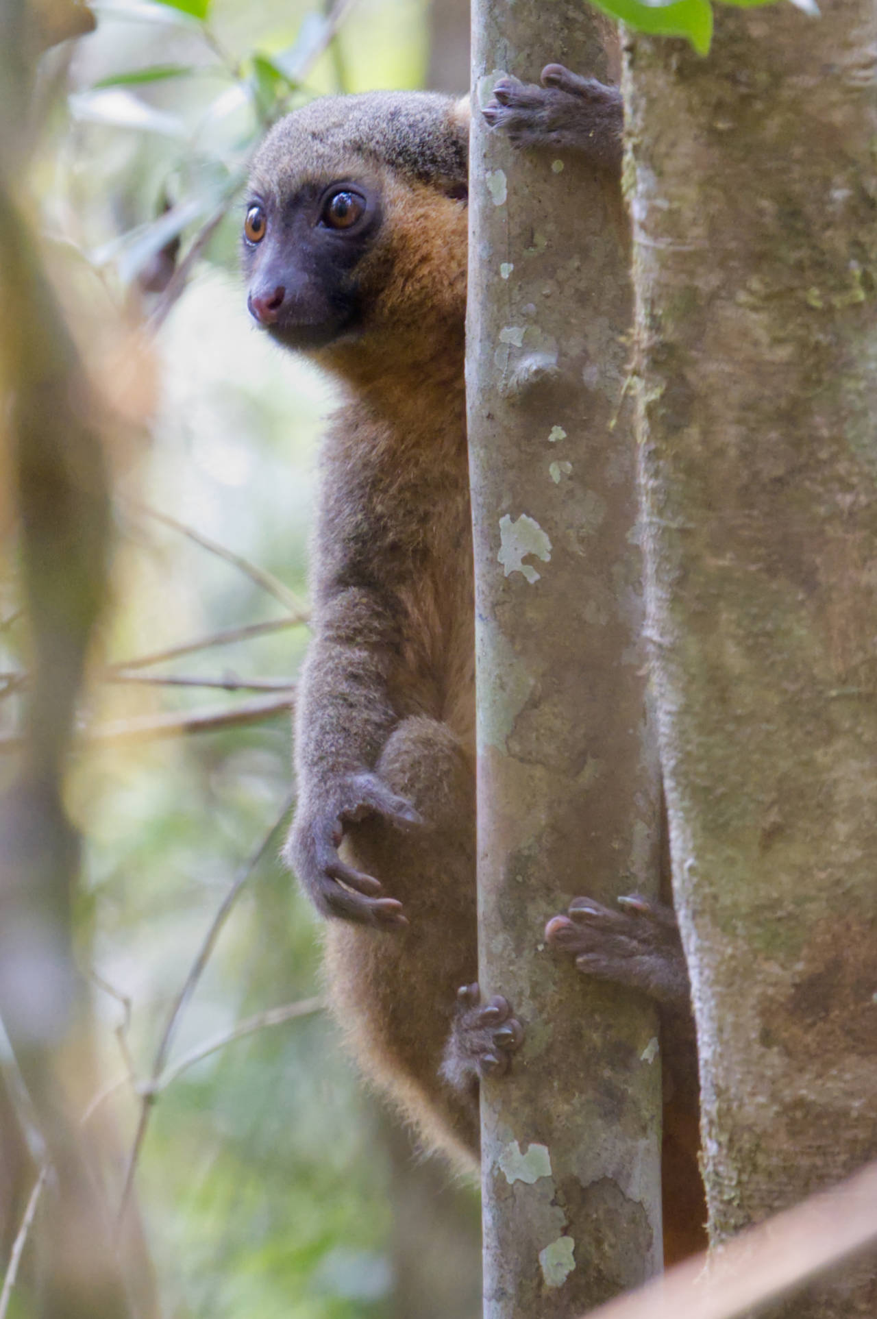 Golden-Bambus Lemur
