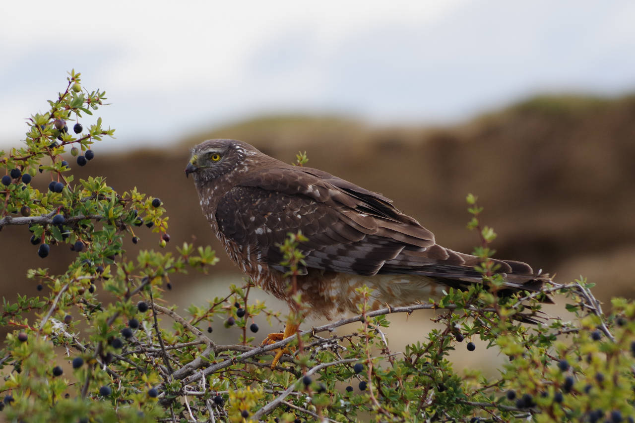Chimangokarakara, Laguna Nimez, El Calafate