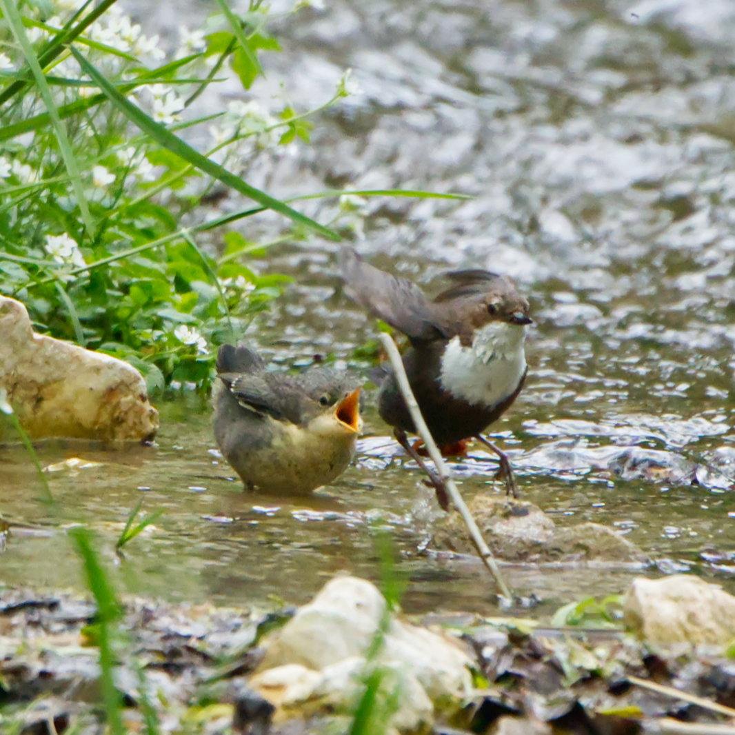 Wasseramsel mit Nachwuchs