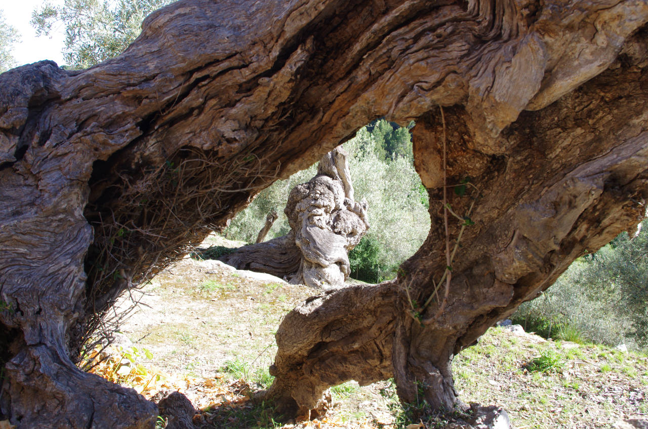 Alte Olivenbäume, Mallorca