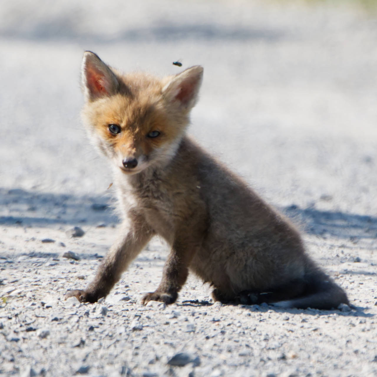 Fuchs Welpe bei der Saalbachniederung