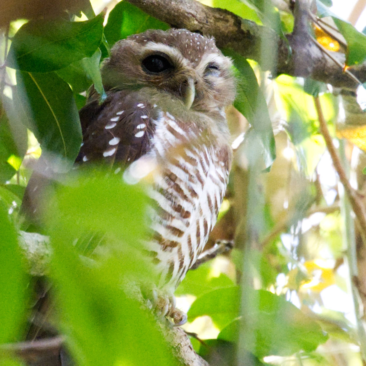 White-Browed Owl