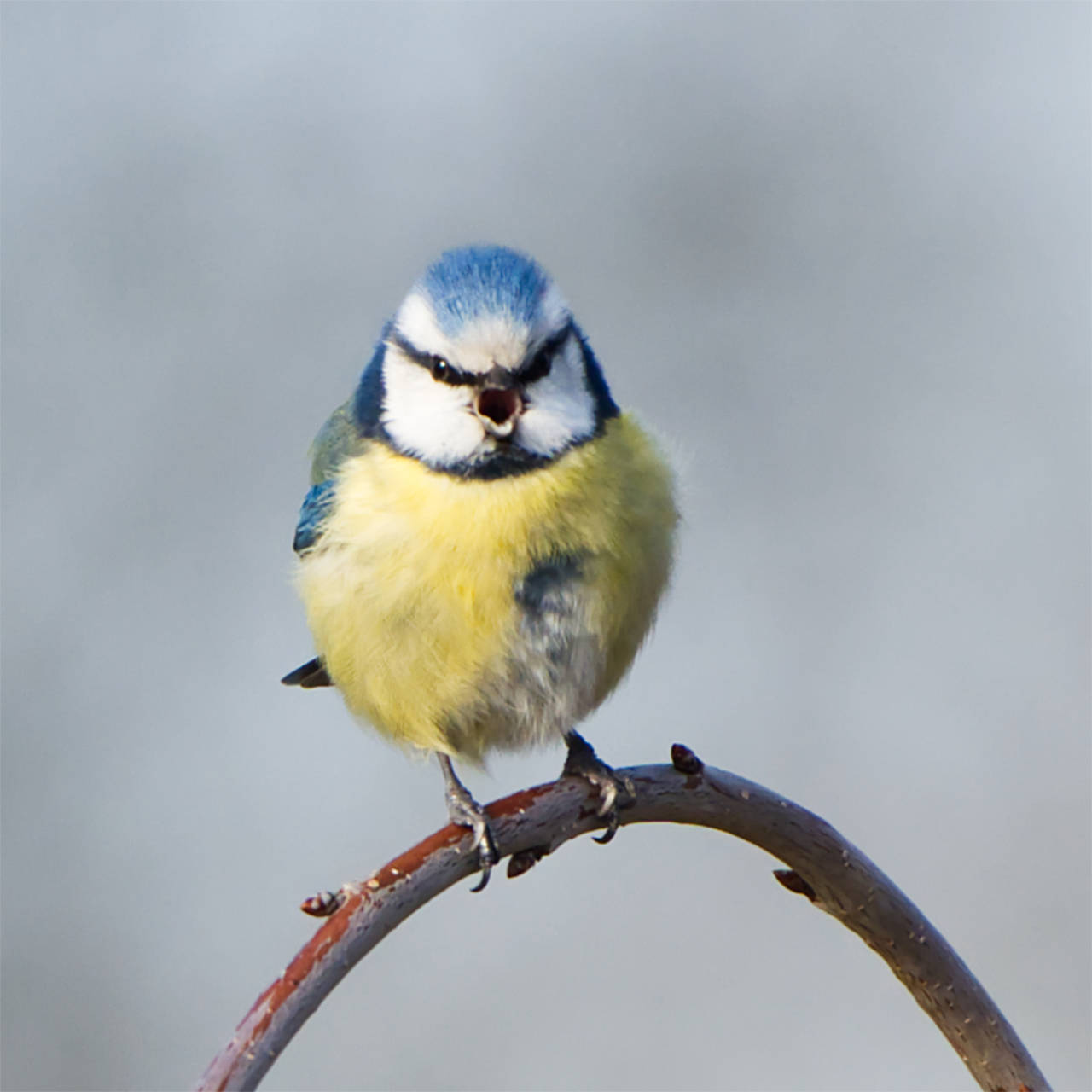 Singende Blaumeise (08.02.2025)